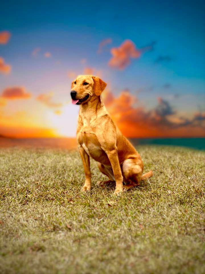 Labrador Health & Genetic Testing