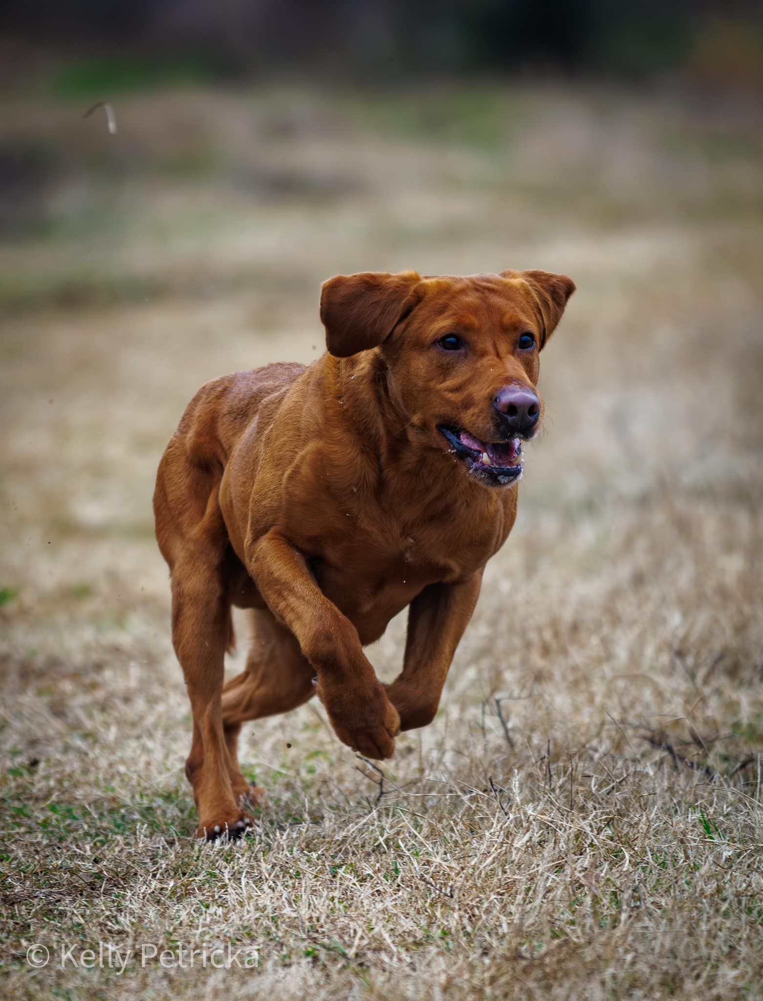 Brown dog running in a field, mouth open.