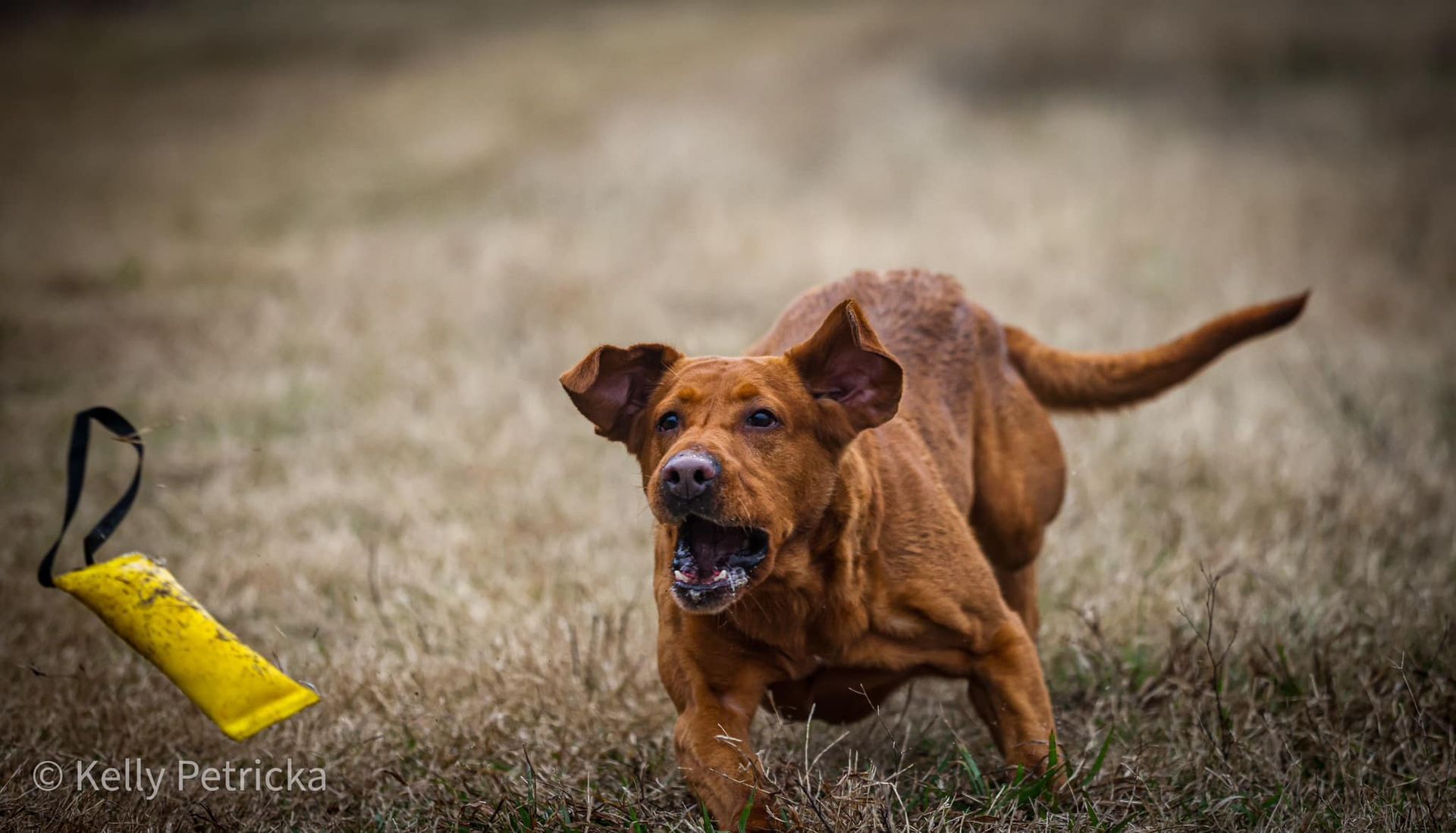 Brown dog excitedly running toward a yellow training dummy in a grassy field.