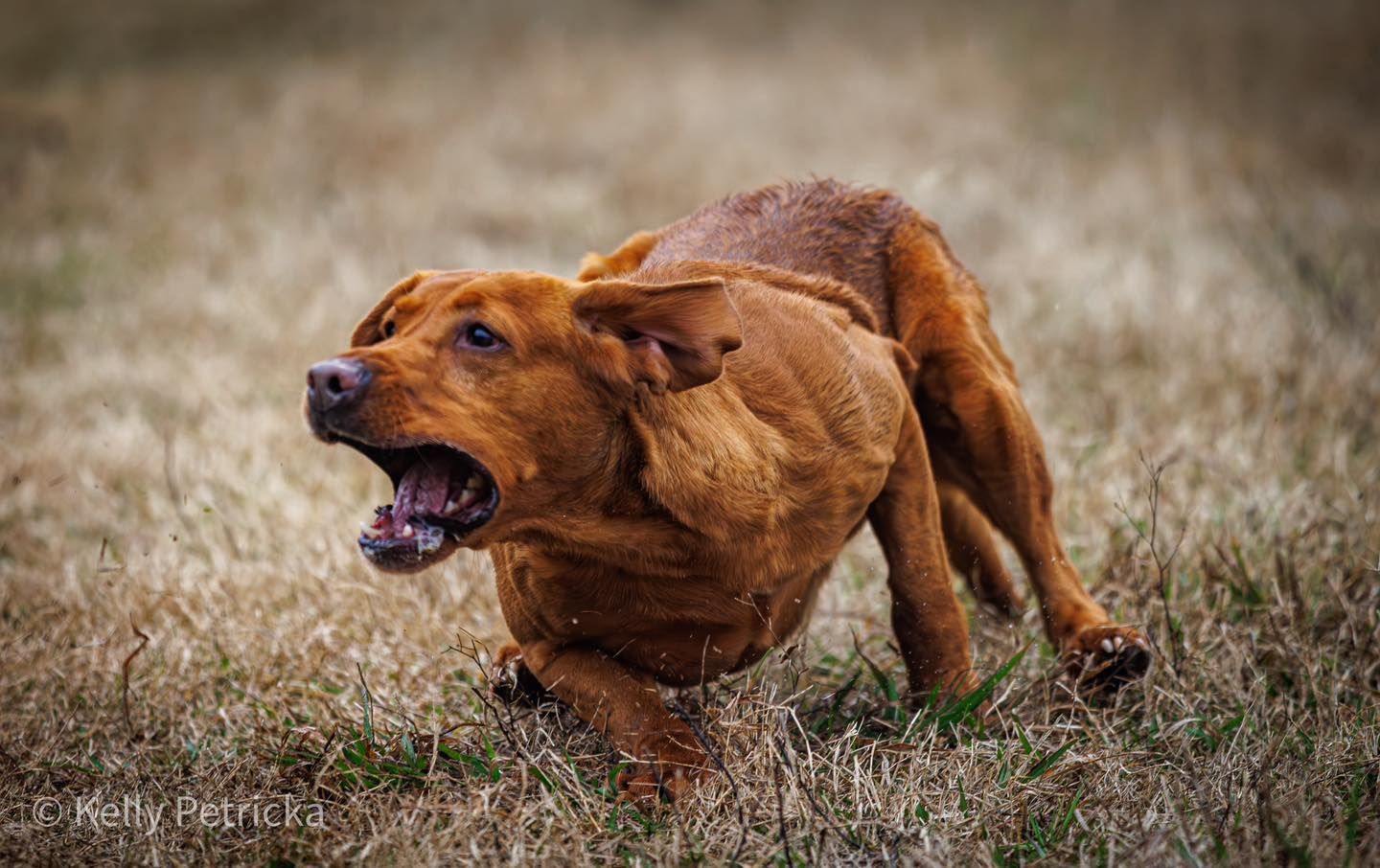 Brown Labrador dog running with mouth open in field.