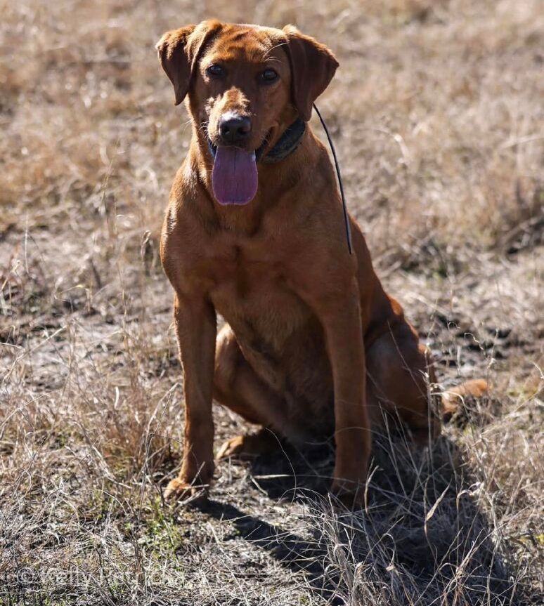 A dog is sitting in the grass with a blue ribbon around its neck.