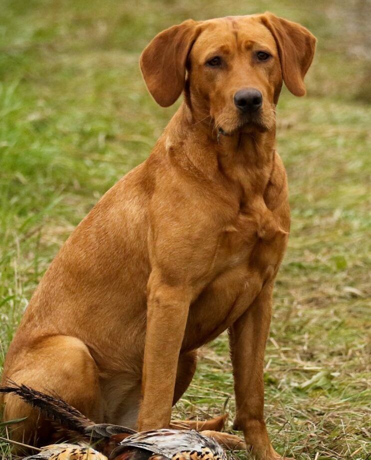 A brown dog is sitting in the grass and looking at the camera.