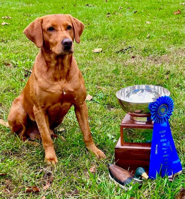 A dog is sitting in the grass next to a trophy and a blue ribbon.