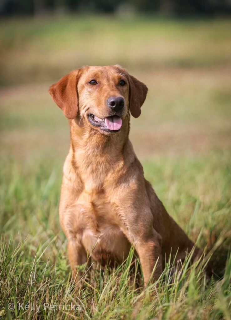 A dog is sitting in the grass with a blue ribbon around its neck.