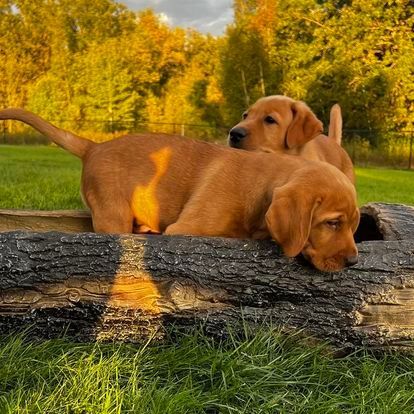 Two puppies are playing on a log in the grass.