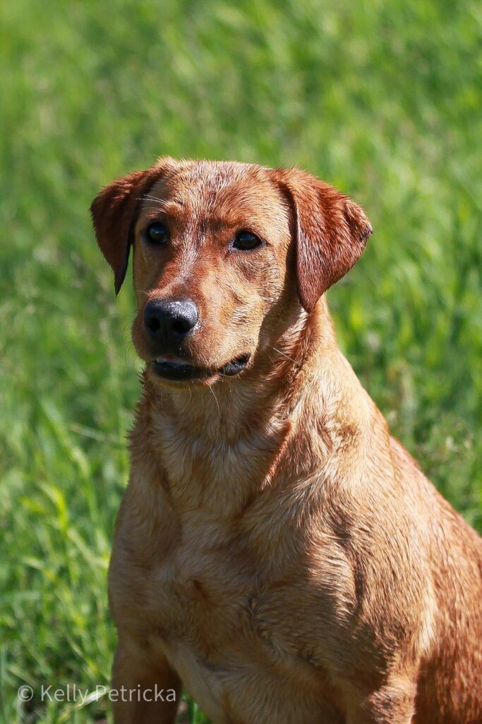 A dog is sitting in the grass with a blue ribbon around its neck.