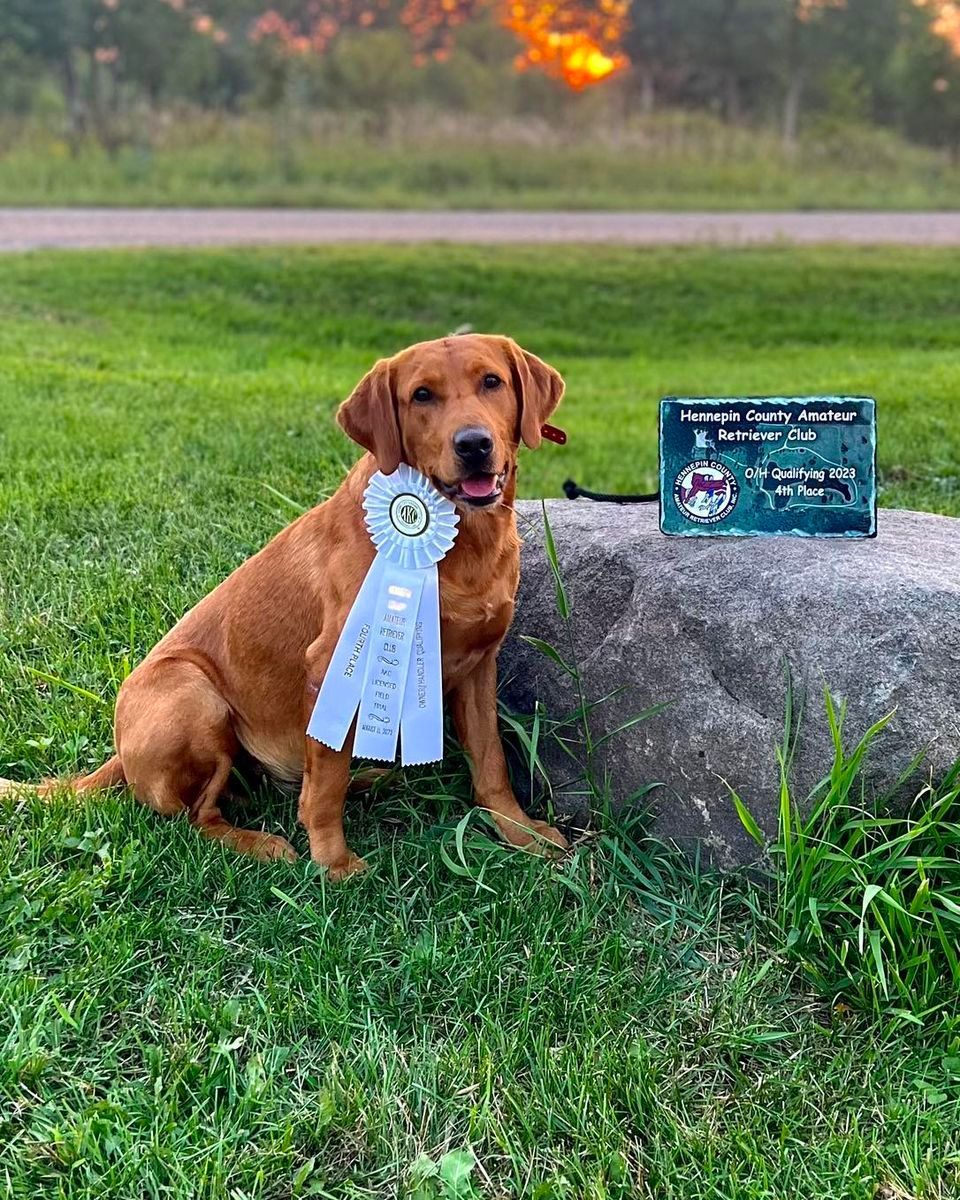 Golden Labrador with light blue ribbon, smiling, next to a rock and sign, grassy outdoors.