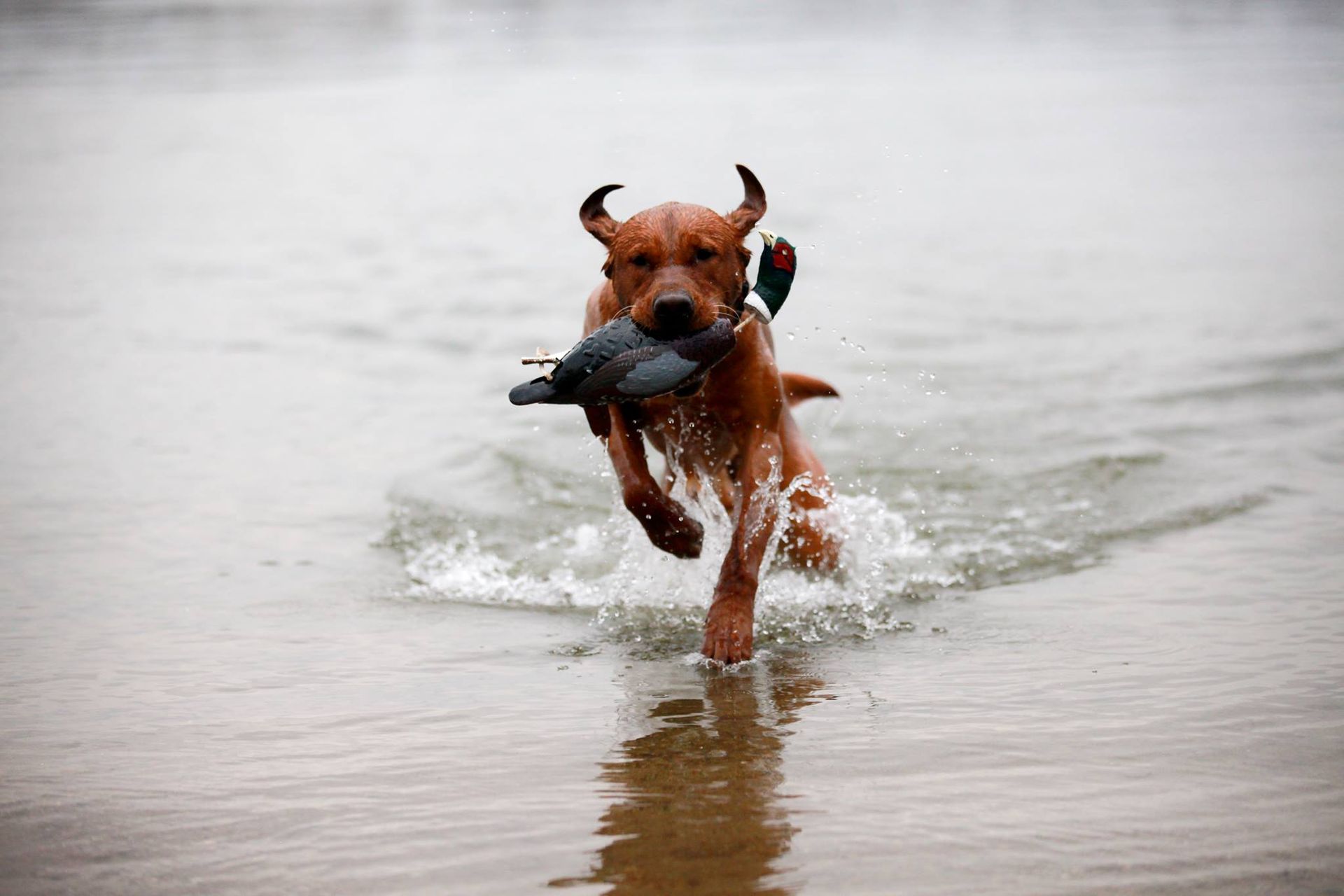 Red dog running through water, carrying a dark bird.