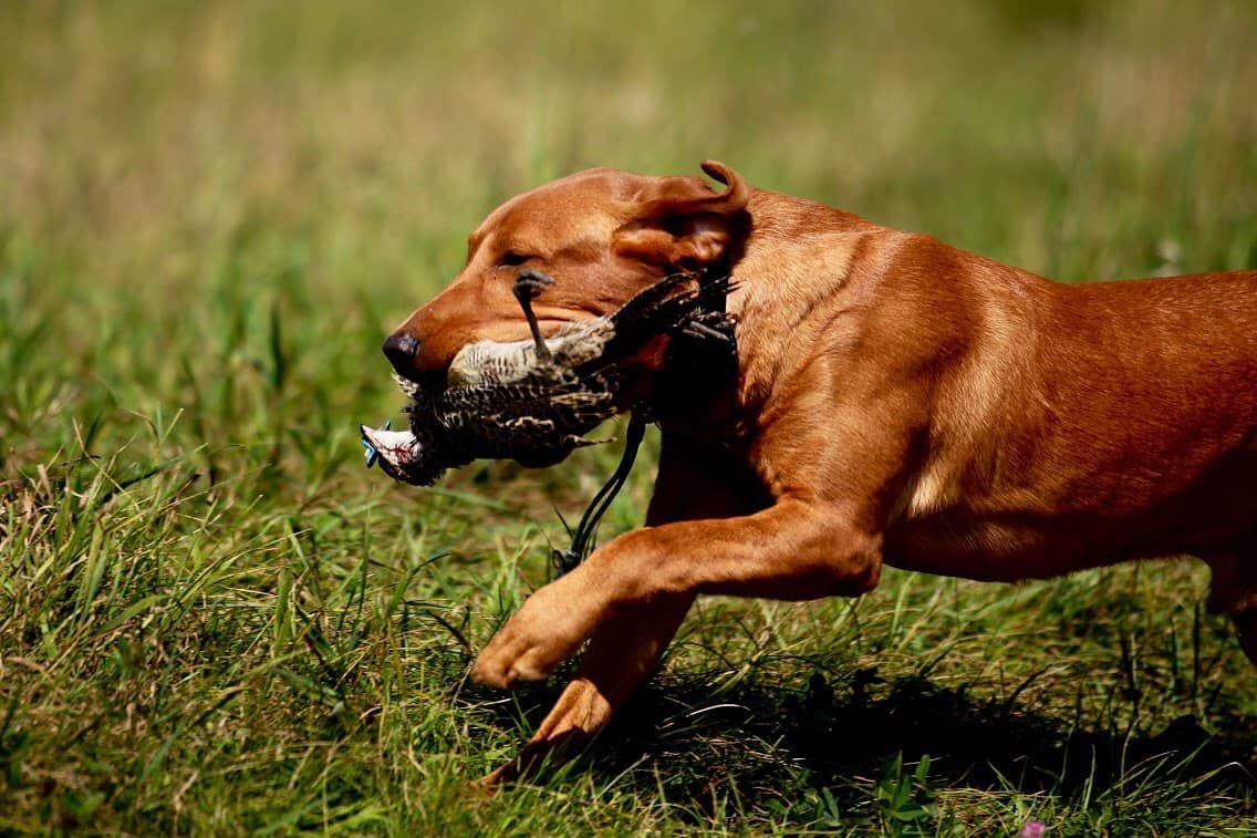 Brown dog running in a grassy field, carrying a bird in its mouth.