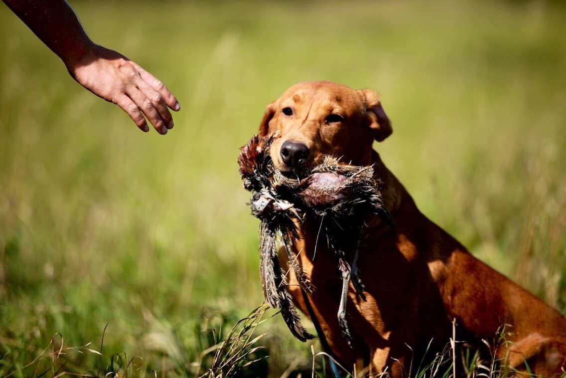Golden retriever with a bird in its mouth, hand reaching out. Green field.