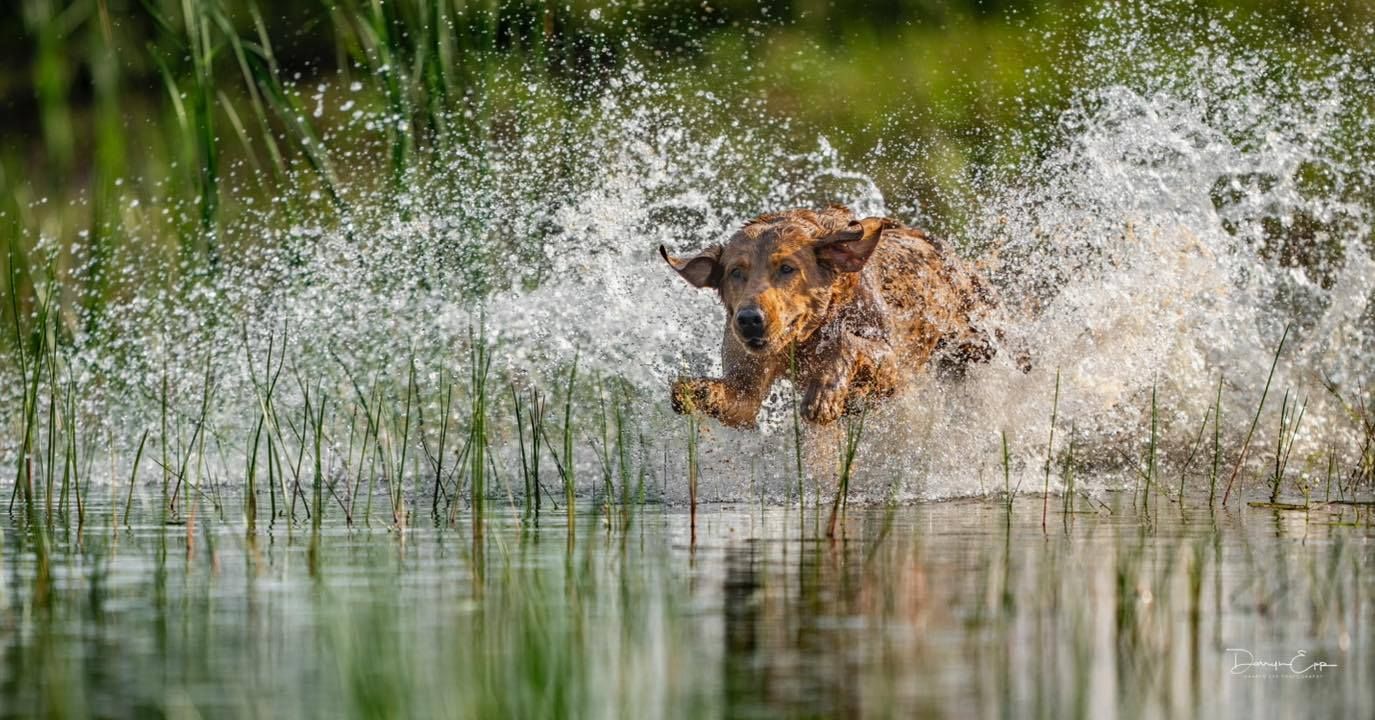 Golden dog running through water, splashing.