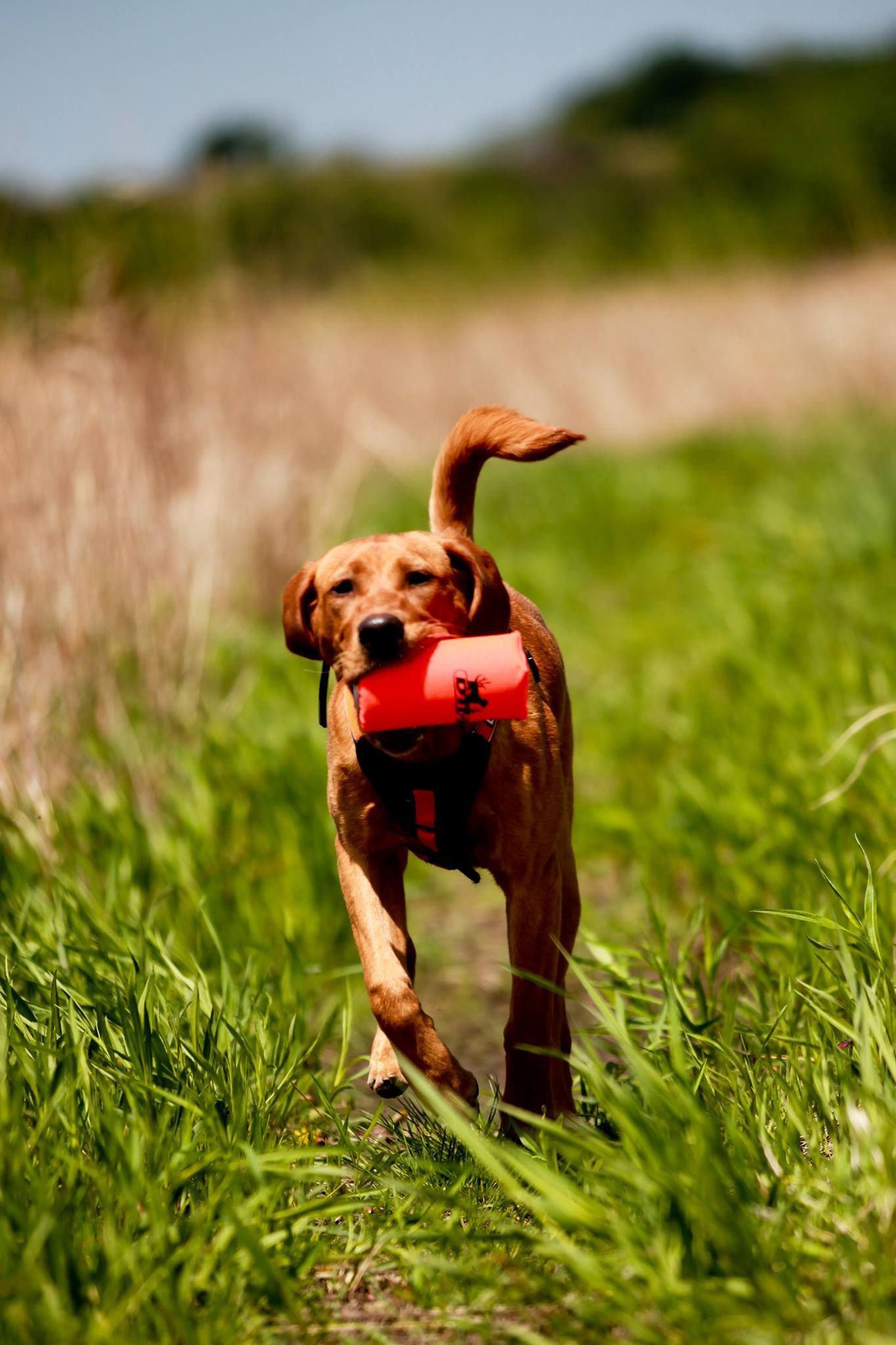 A dog is running through a field with a red toy in its mouth.