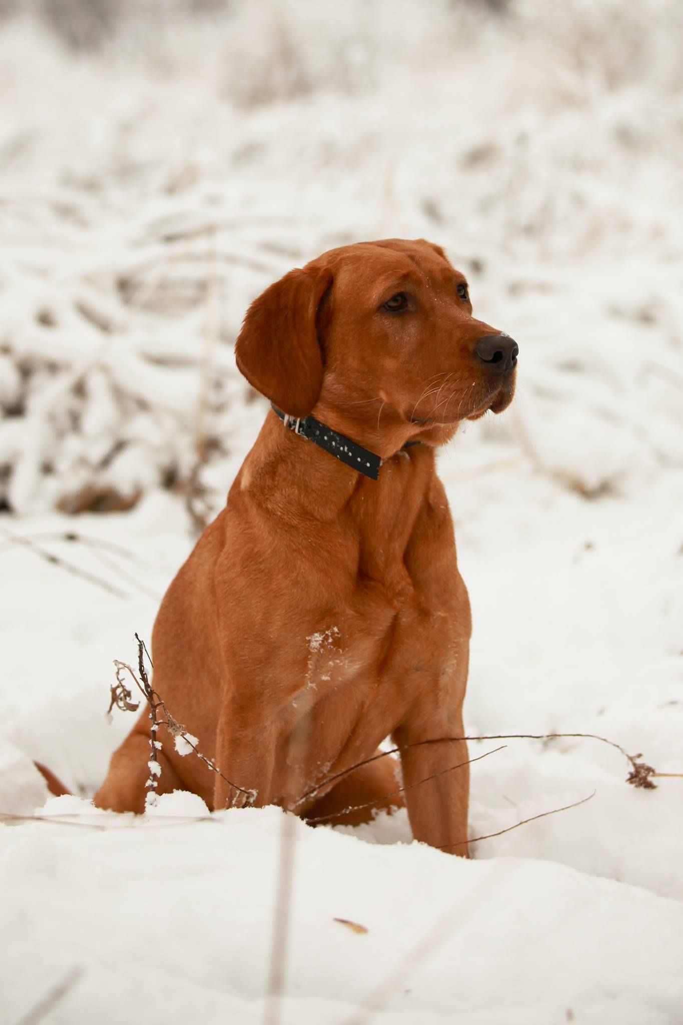 A red dog is sitting in the snow and looking at the camera.