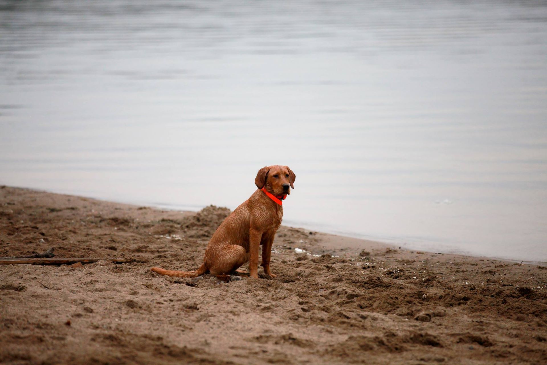 A dog is sitting on the beach near the water.