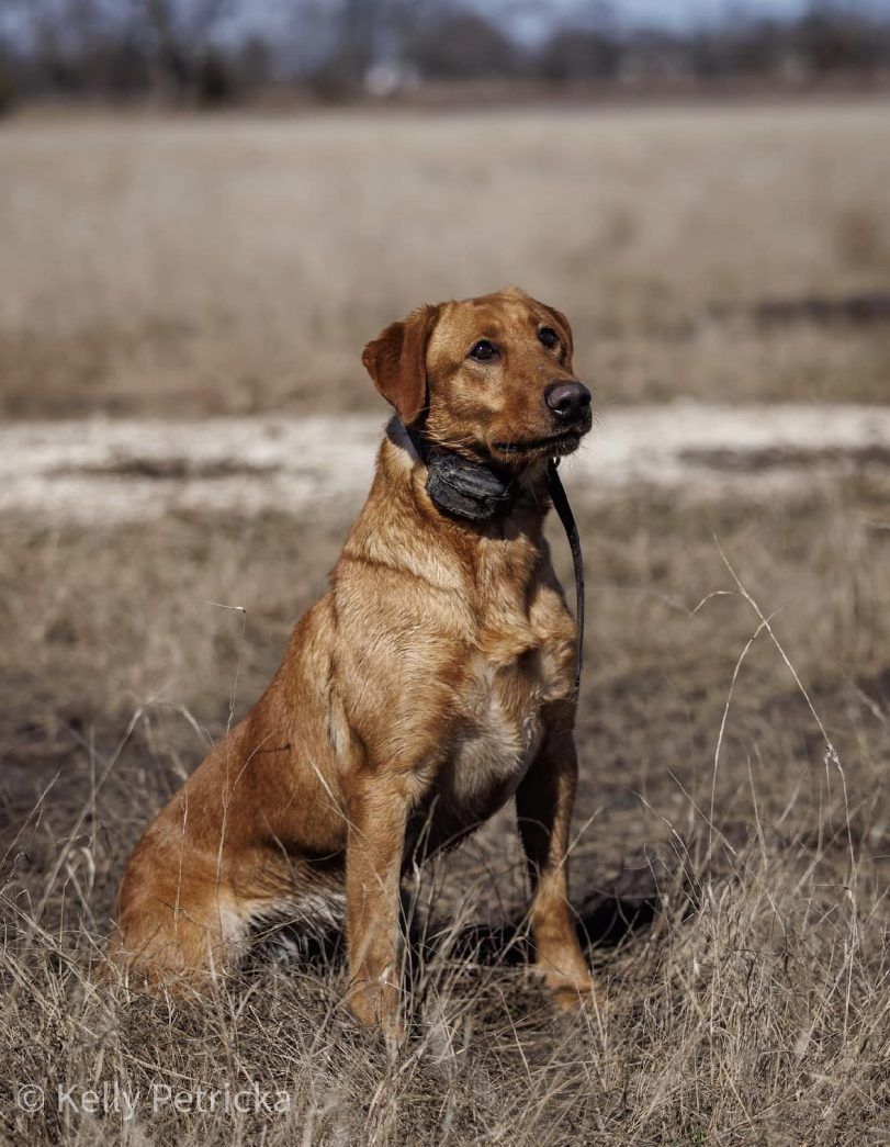 A dog is sitting in the grass with a blue ribbon around its neck.
