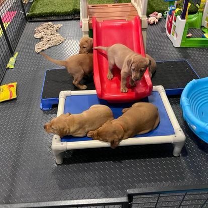 Three puppies are playing on a slide in a play area.