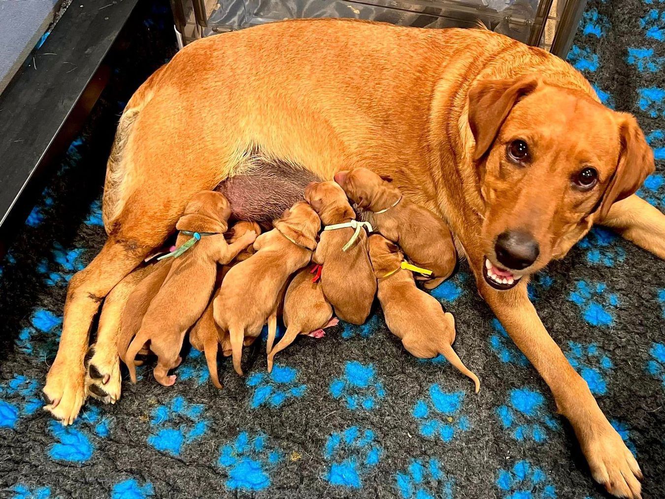 A dog is laying on the floor with her puppies - Quick Trigger Kennels