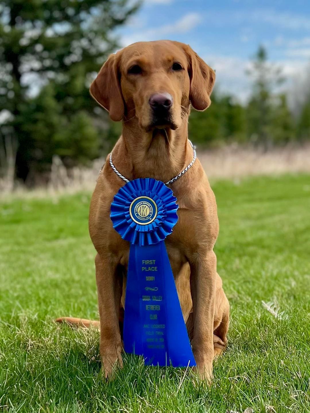 A dog is sitting in the grass with a blue ribbon around its neck.
