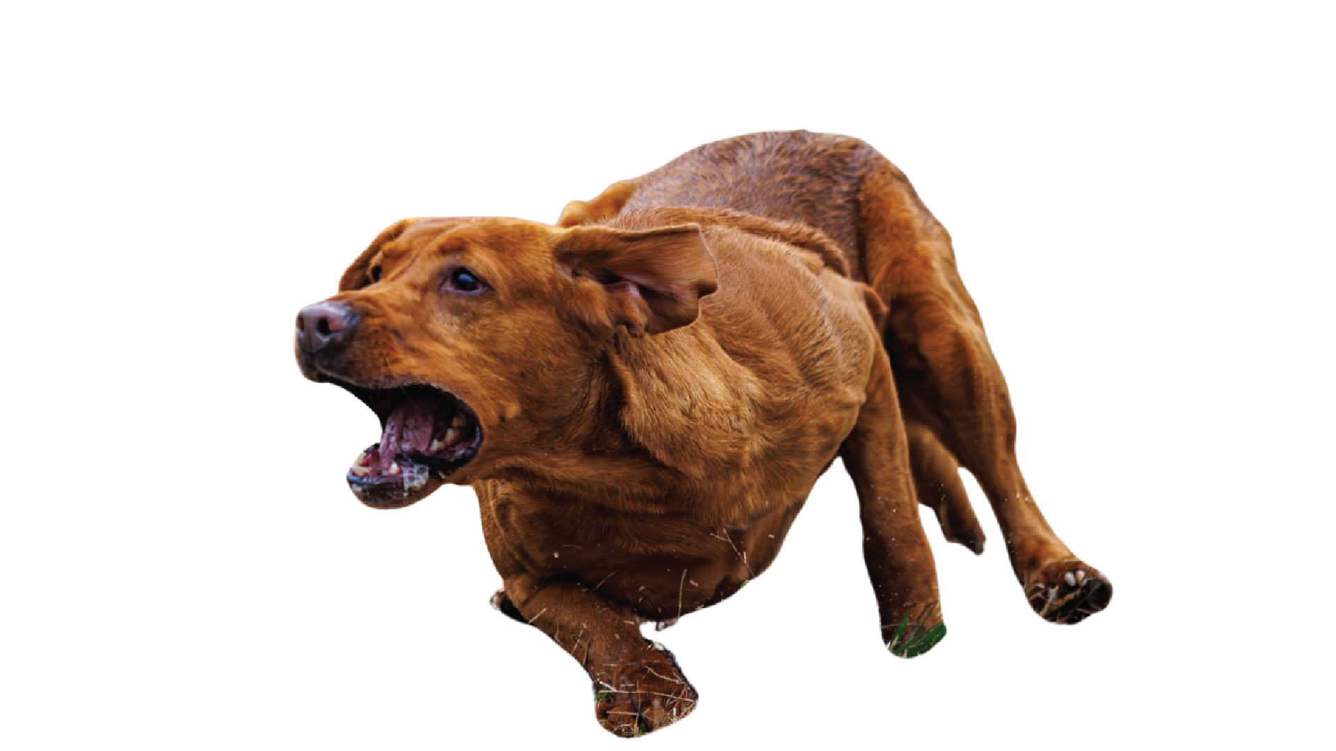 red fox labrador running on a transparent background