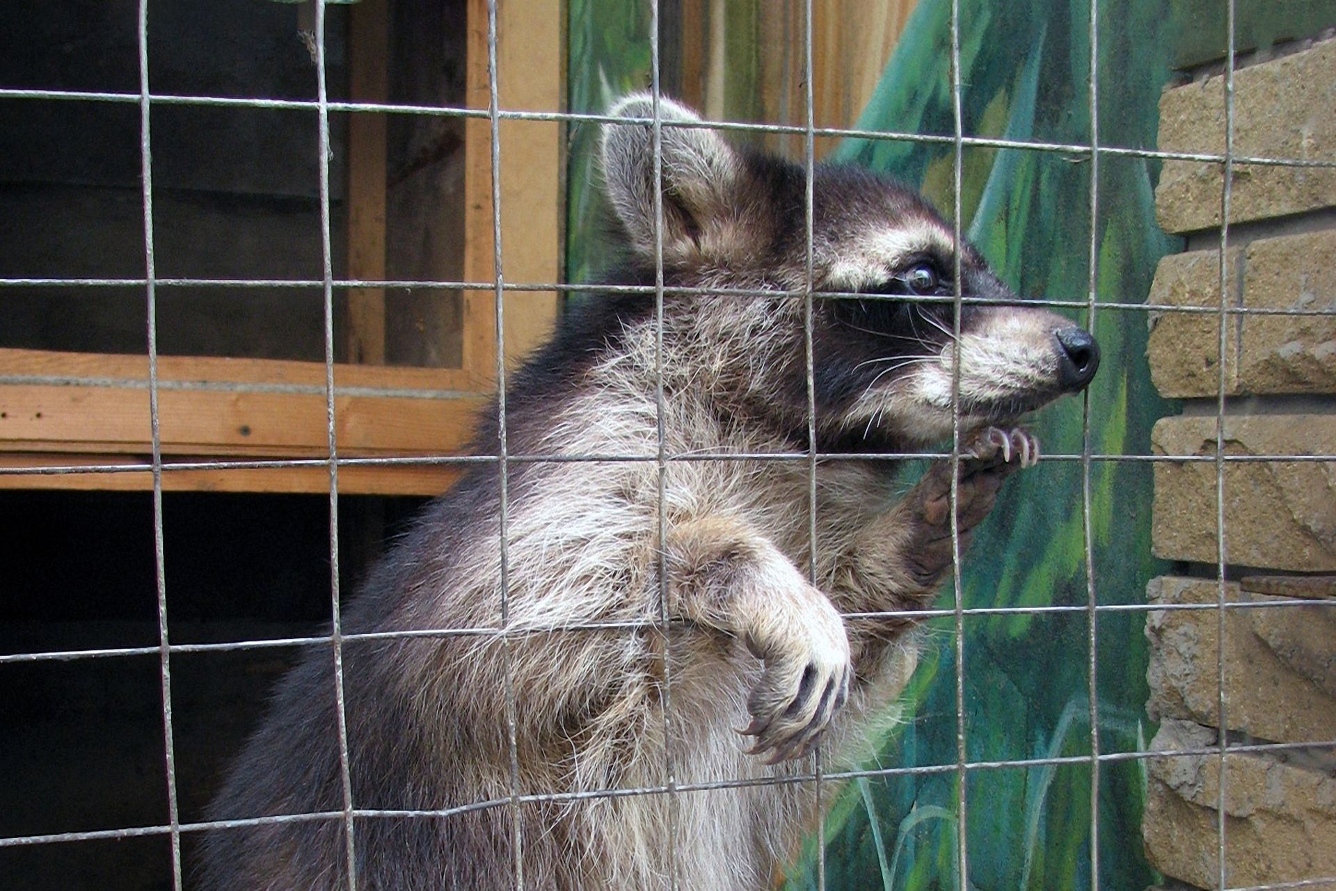 Wildlife Removal in Palm City, FL Wildlife Removal in Palm City, FL