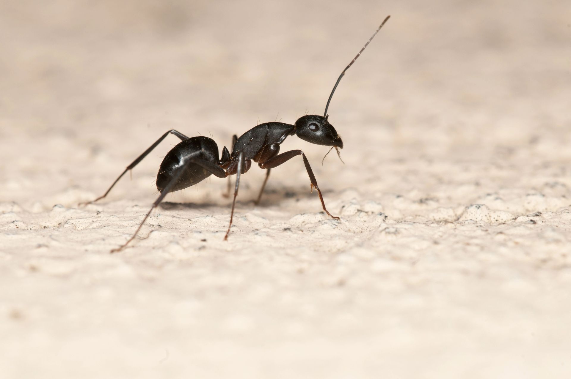 Ants in Palm City, FL Ants in Palm City, FL