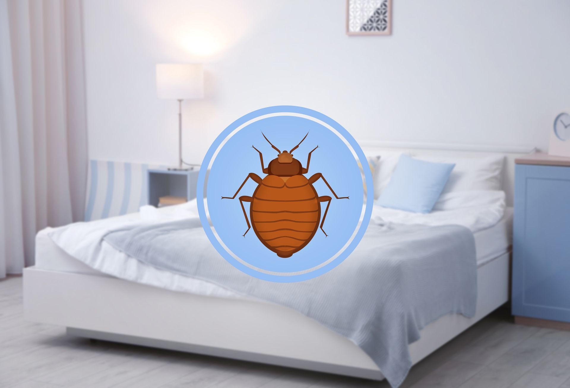 Bed Bugs in Palm City, FL Bed Bugs in Palm City, FL