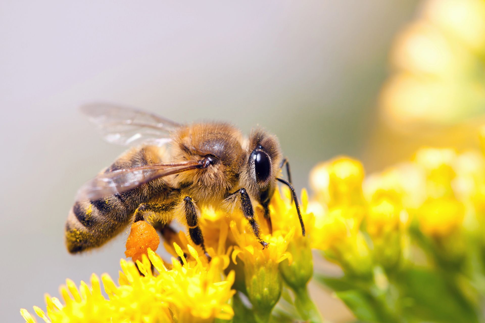 Bee Control in Palm City, FL Bee Control in Palm City, FL