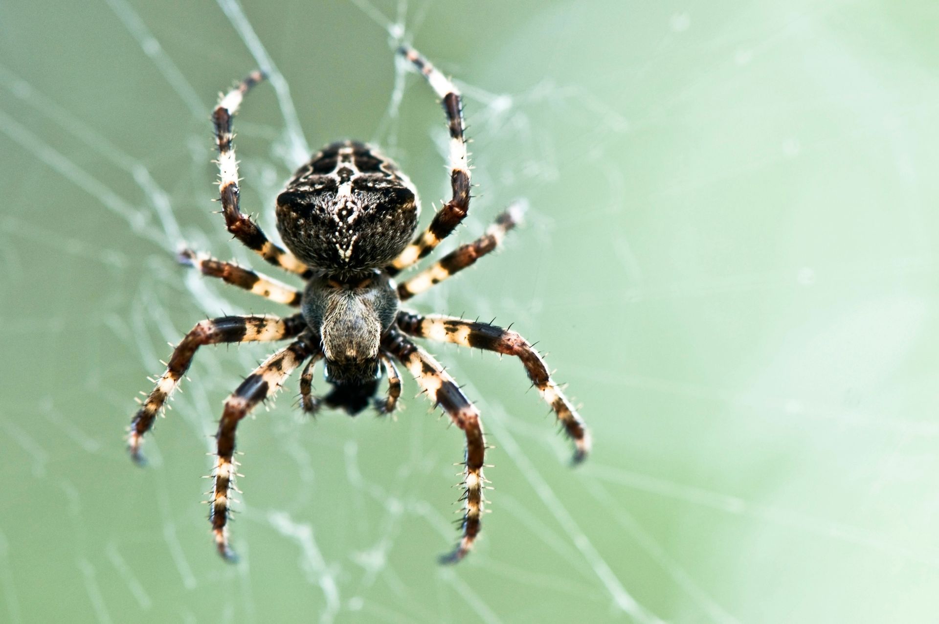 Spiders in Palm City, FL Spiders in Palm City, FL