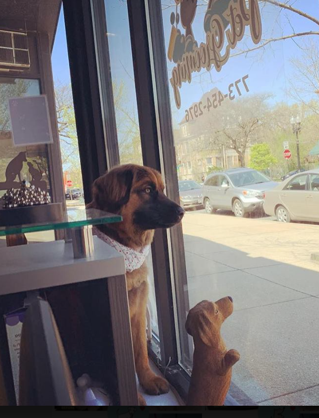 Dog & Cat Grooming Chicago, IL Ravenswoof Pet Grooming