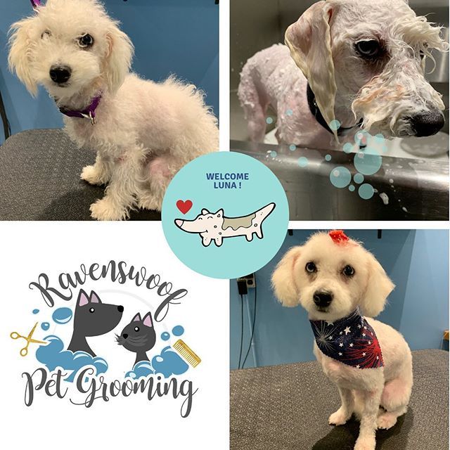 Pet Grooming Gallery Chicago, IL Ravenswoof Pet Grooming