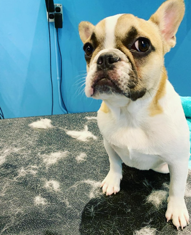 Dog & Cat Grooming Chicago, IL Ravenswoof Pet Grooming