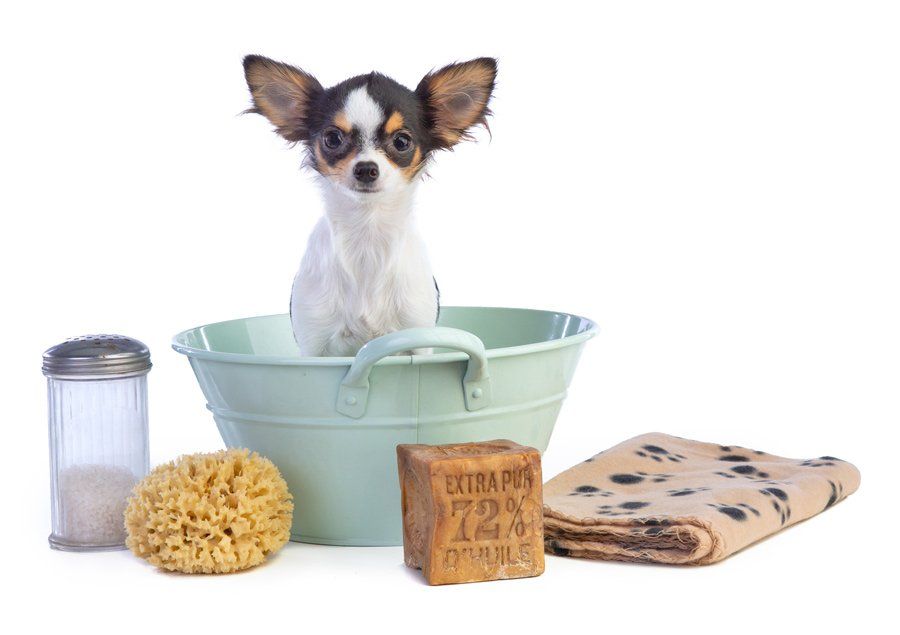 Rabies Vaccination — Chihuahua In A Green Basin in Chicago, IL