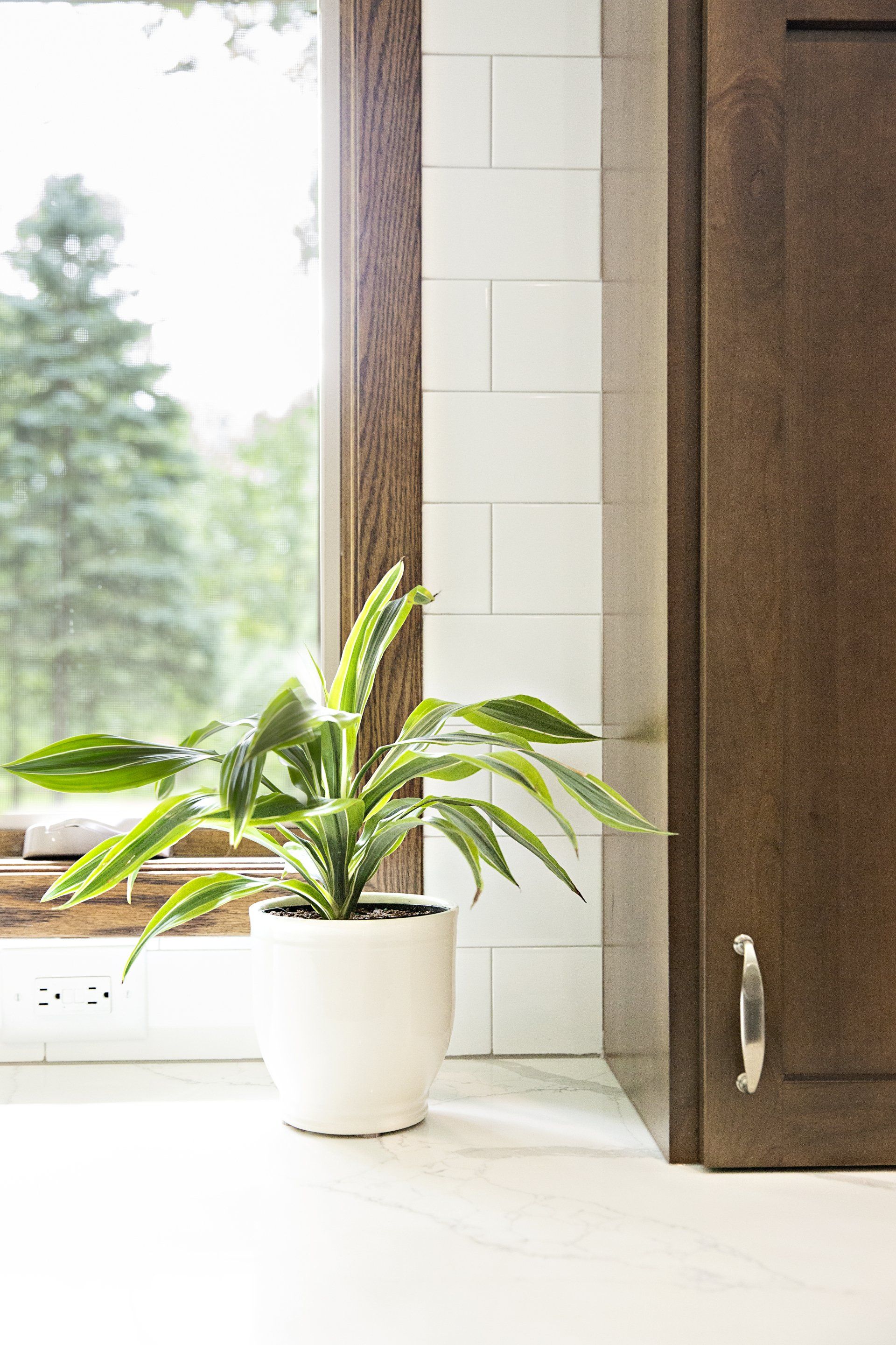A potted plant is sitting on a counter next to a window.