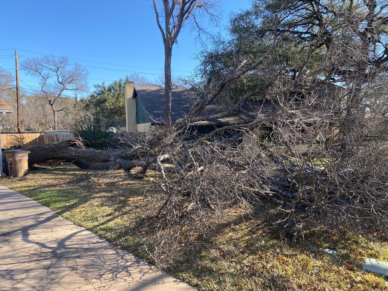A tree that has fallen on the ground in the rain