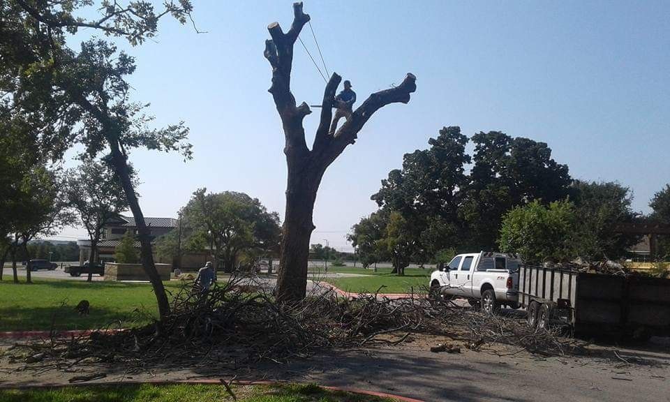 A crane is cutting a tree in a park.