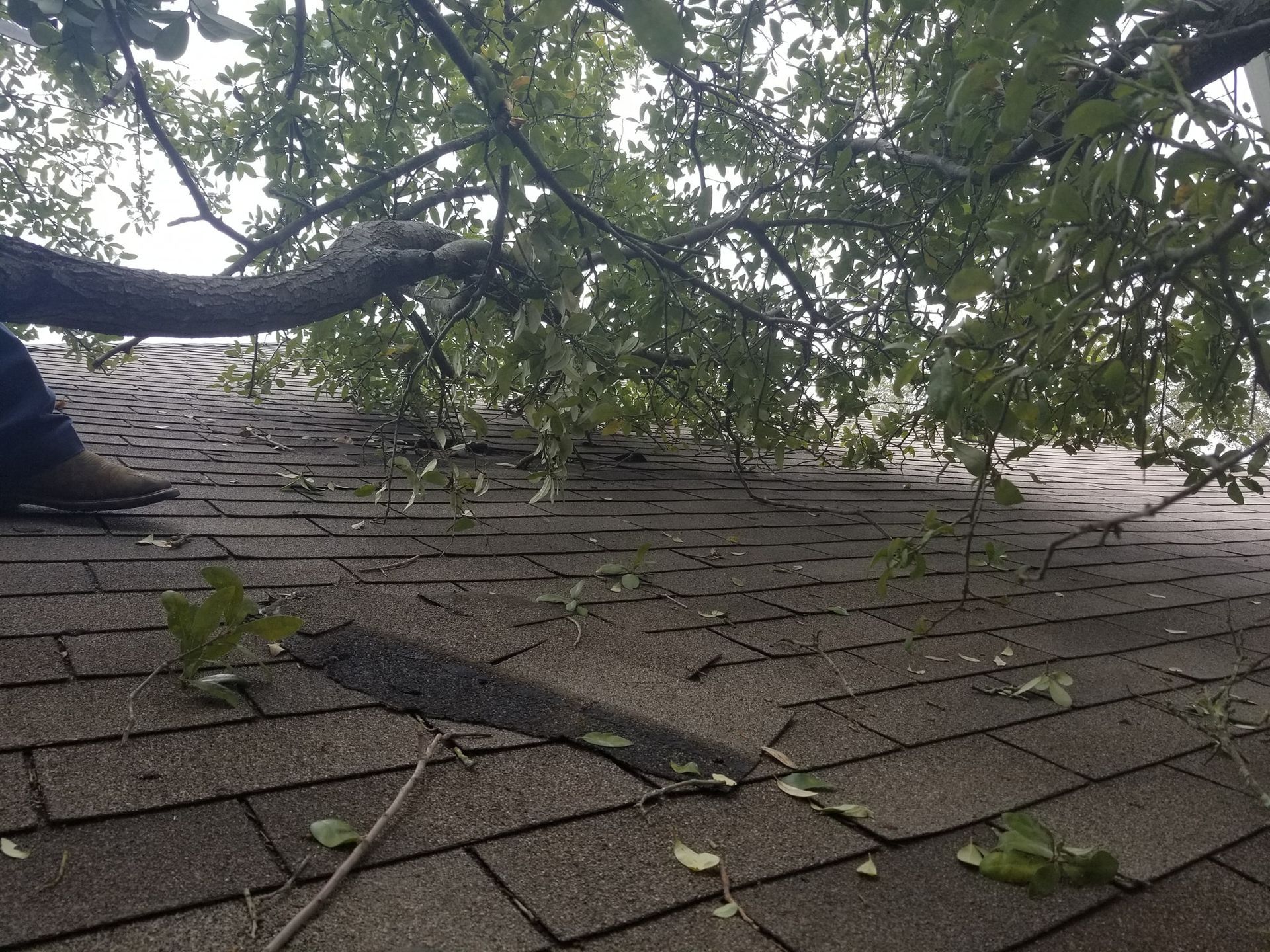 A man is climbing a tree with a harness on.