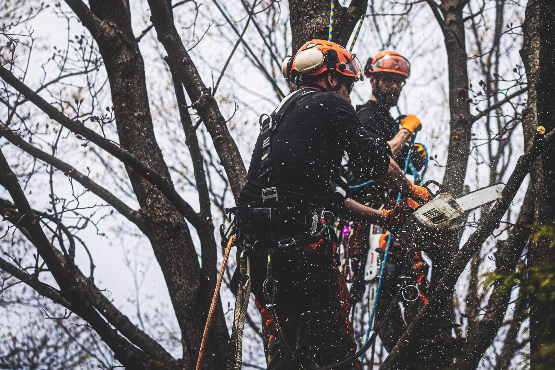 Two men are cutting a tree with a chainsaw.