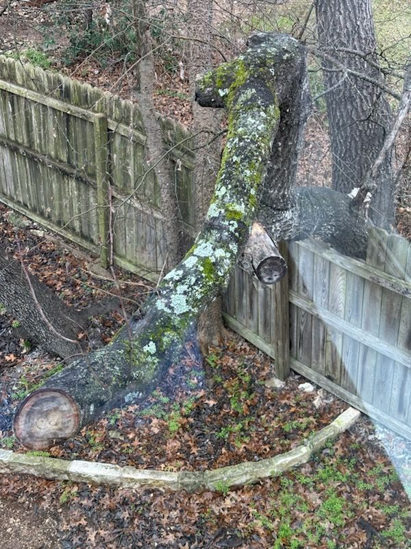 A tree that has fallen on the side of the road