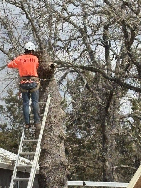 A man is cutting a tree with a chainsaw in the woods.