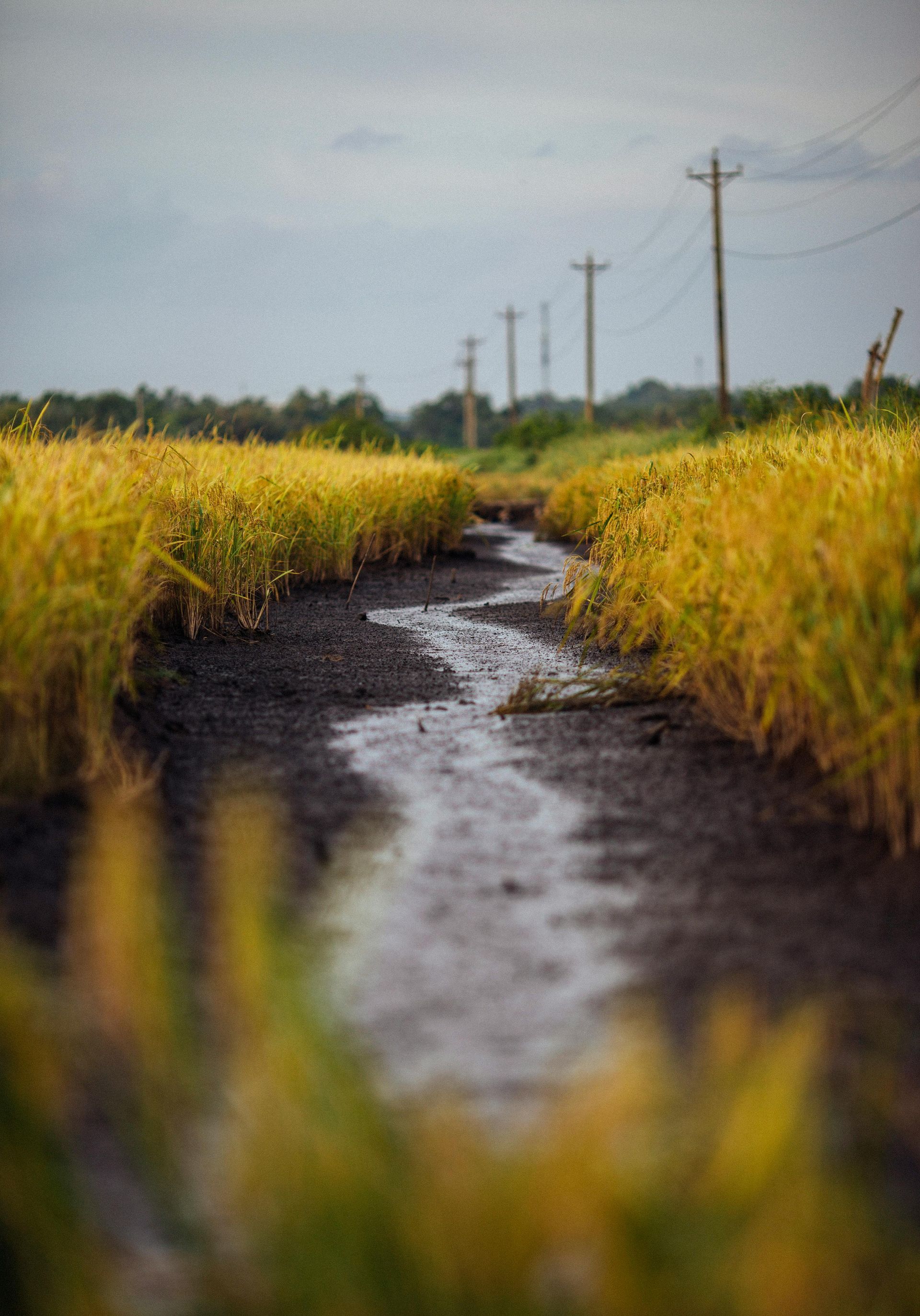 A stream running through a field of tall grass with power lines in the background.