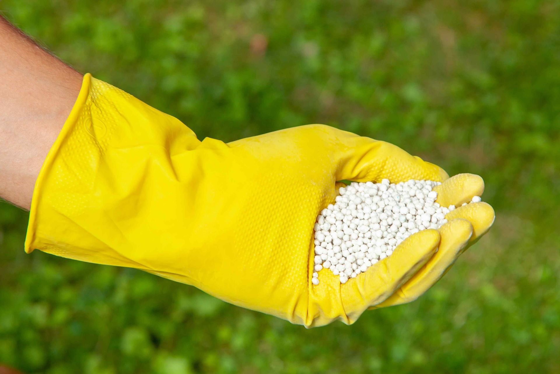 Yellow glove with handful of fertilizer