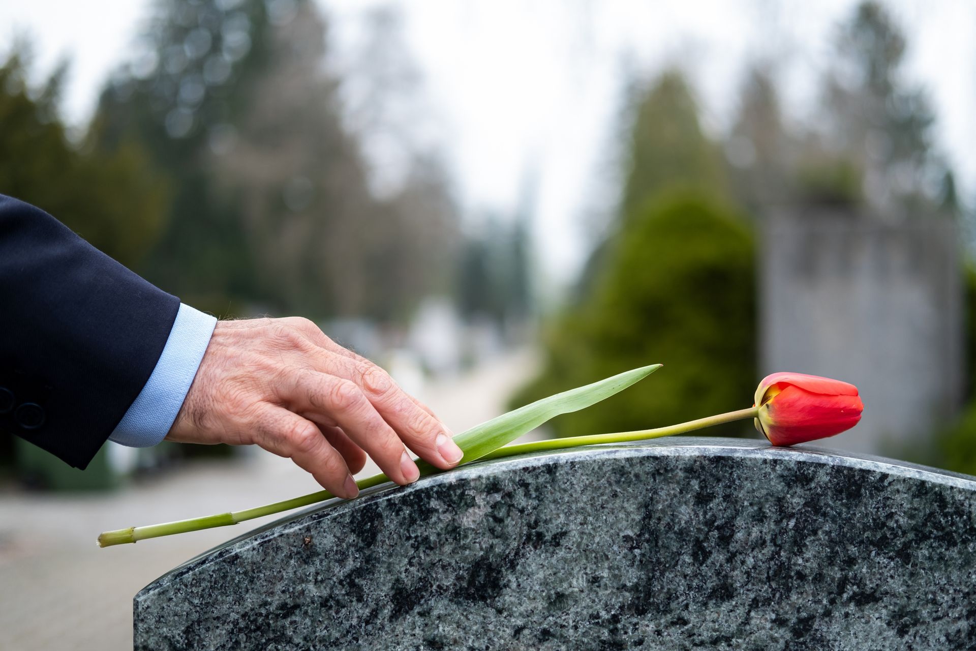 Hand placing a single red tulip on a polished granite headstone in a cemetery.