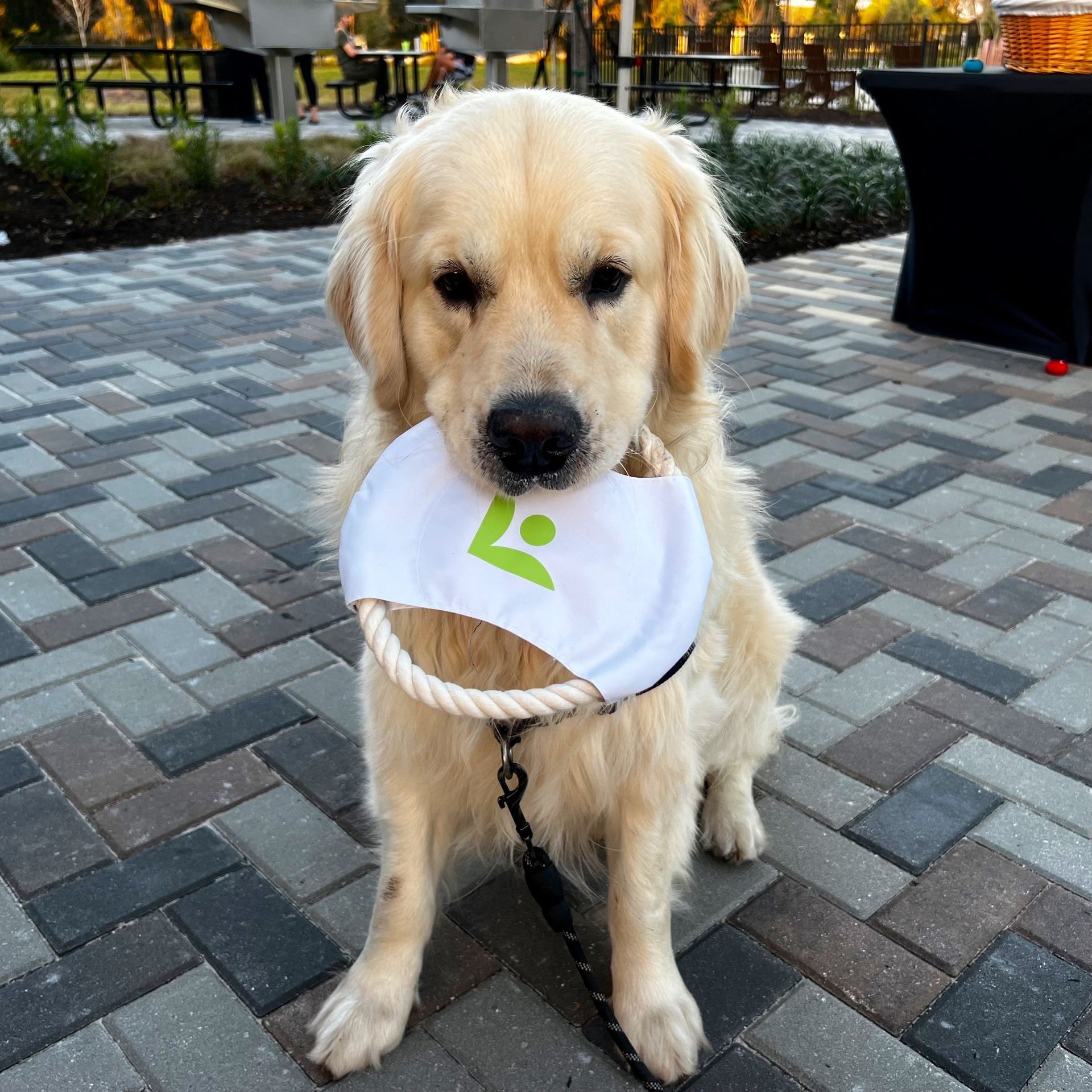 A dog wearing a bib with the letter L on it