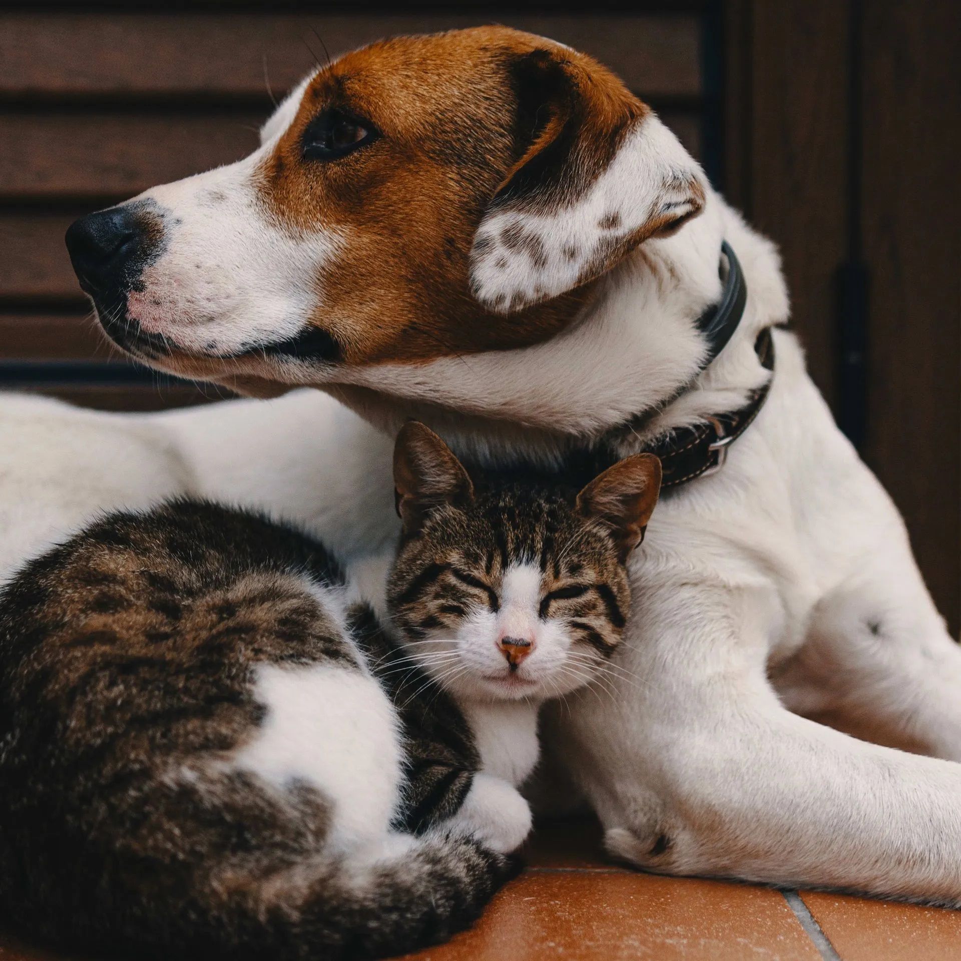 A dog and a cat are laying next to each other.