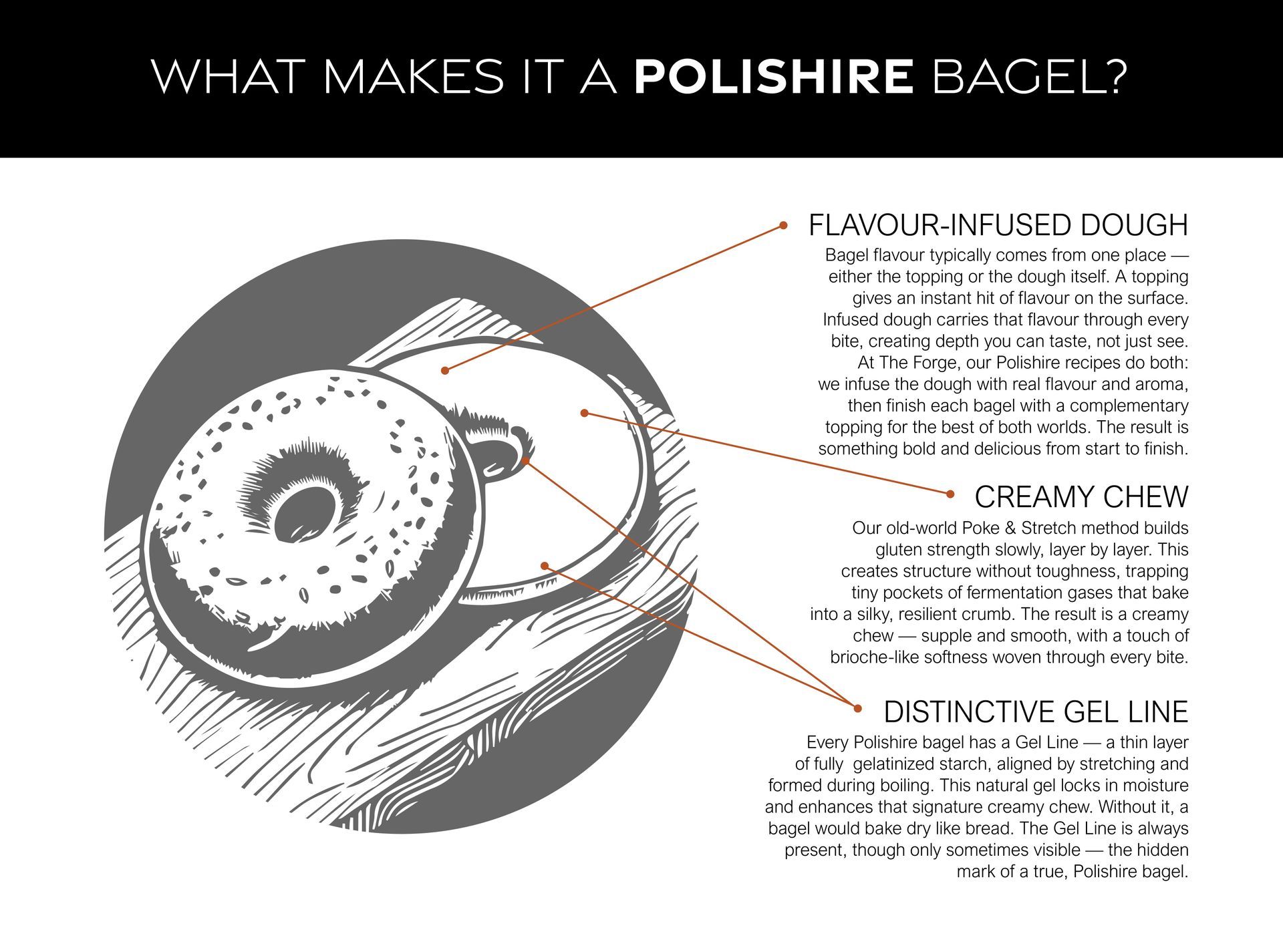 Illustration of two bagels, with labels pointing to 