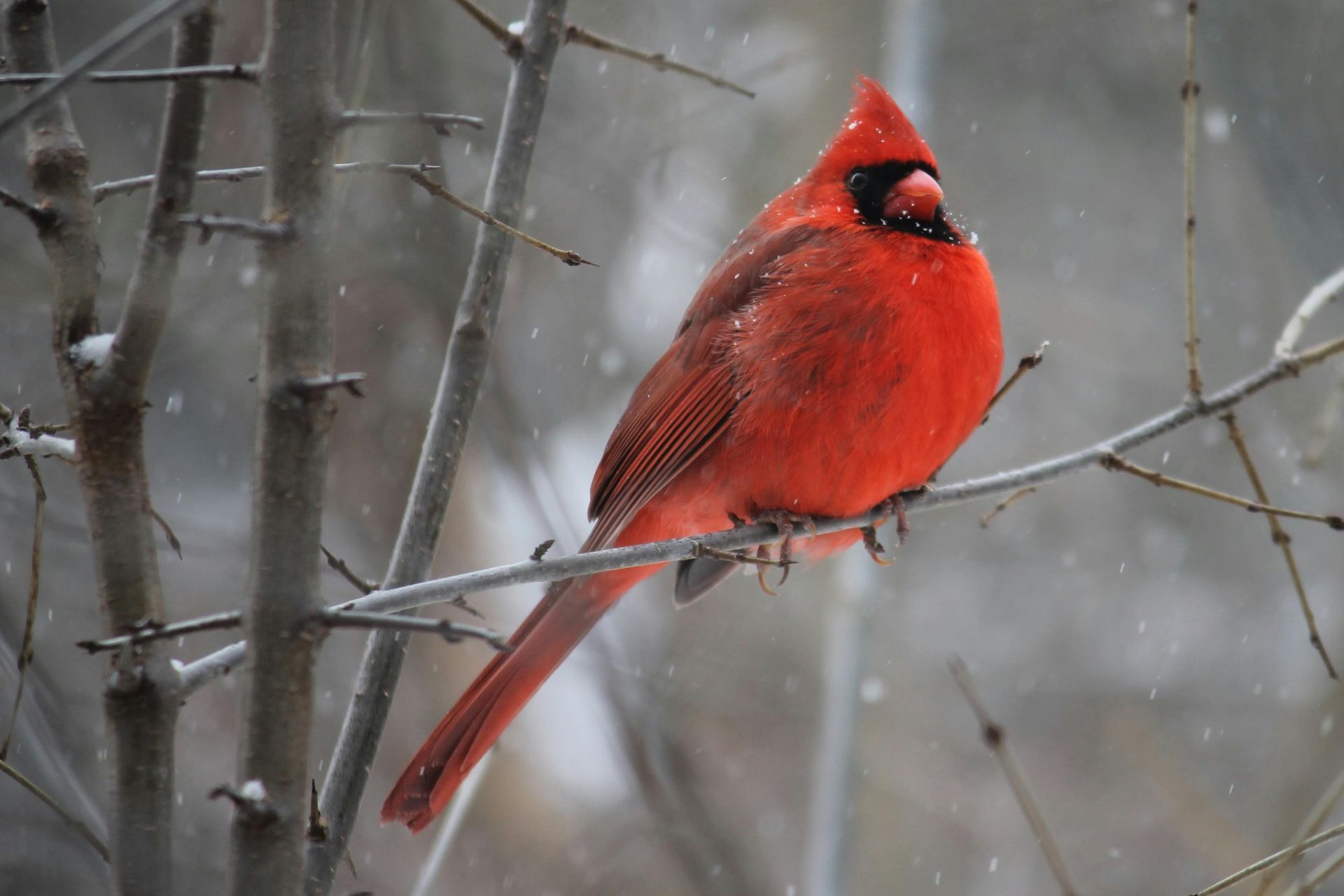 Red cardinal bird perched on a snowy branch.