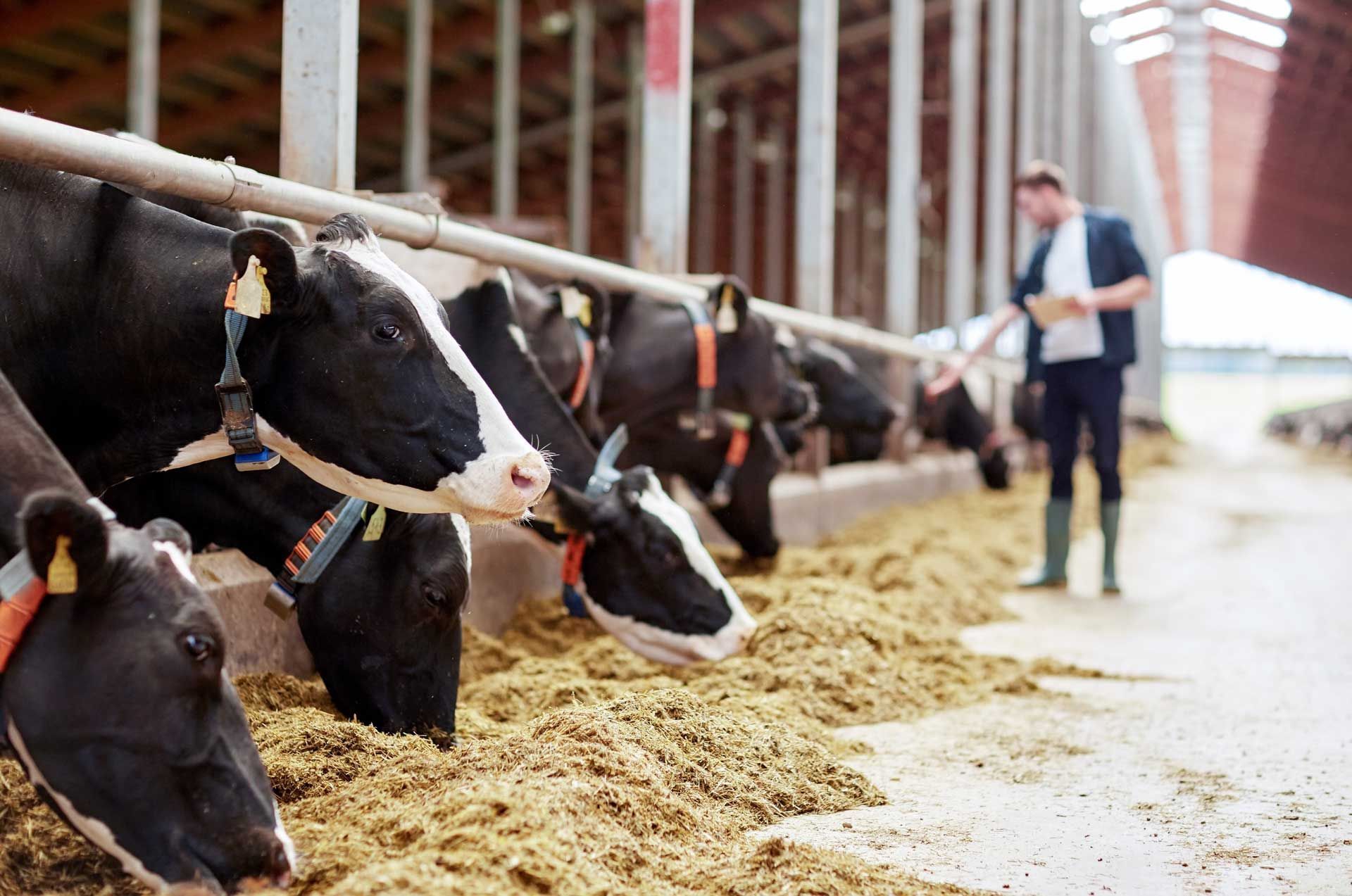 Cows eating hay in a barn while a person in boots and shirt stands nearby, observing them.