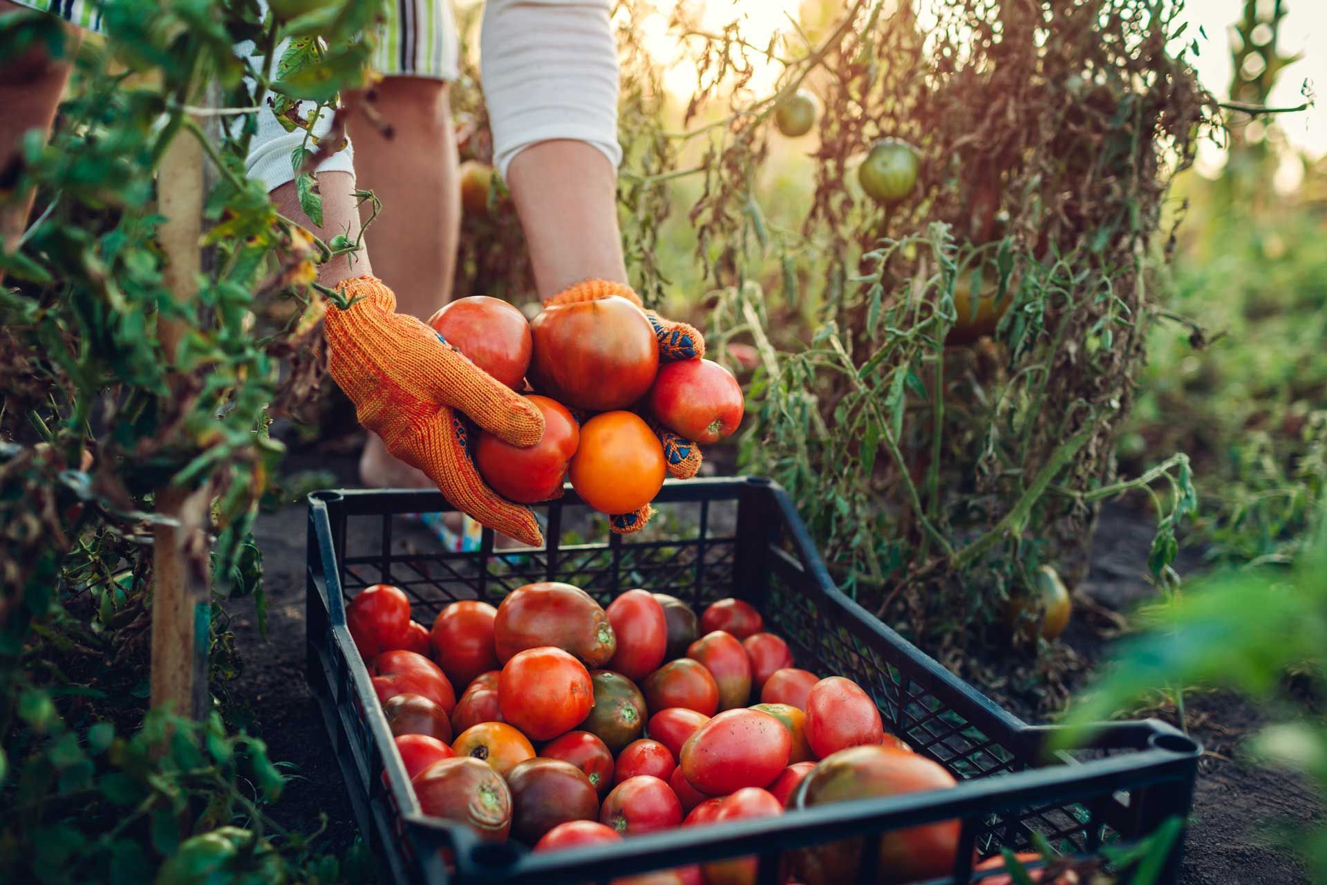 Person harvesting ripe tomatoes from a garden, placing them into a black crate.