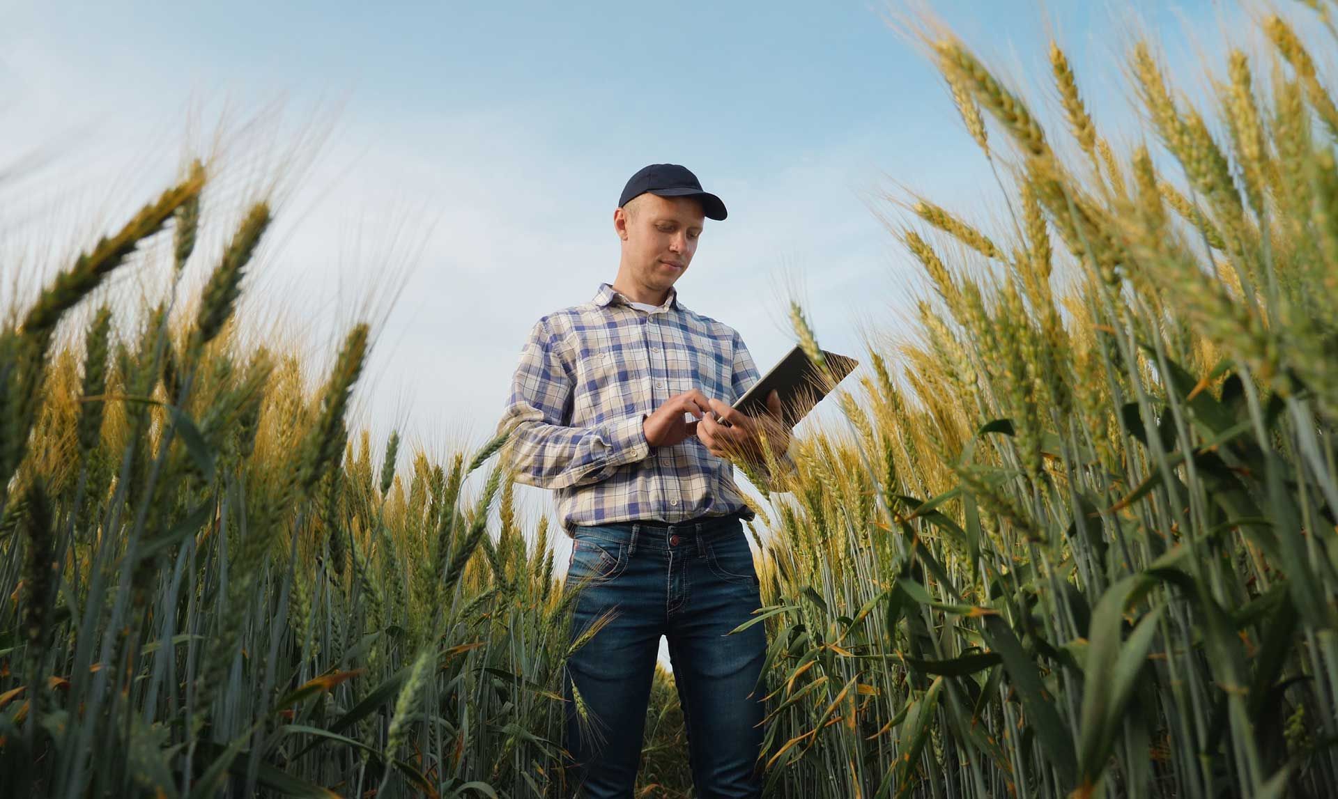 Person in a checkered shirt and cap examines a tablet in a wheat field.