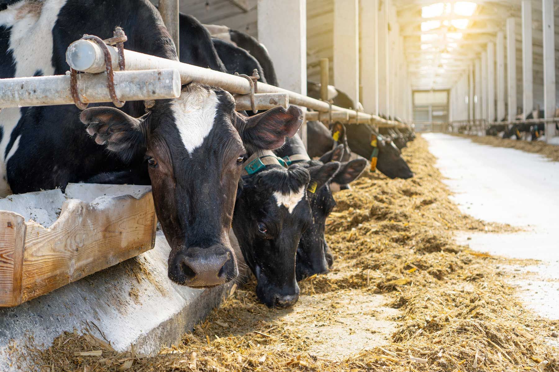 Cows in a barn feeding from a trough, sunny light streams in.